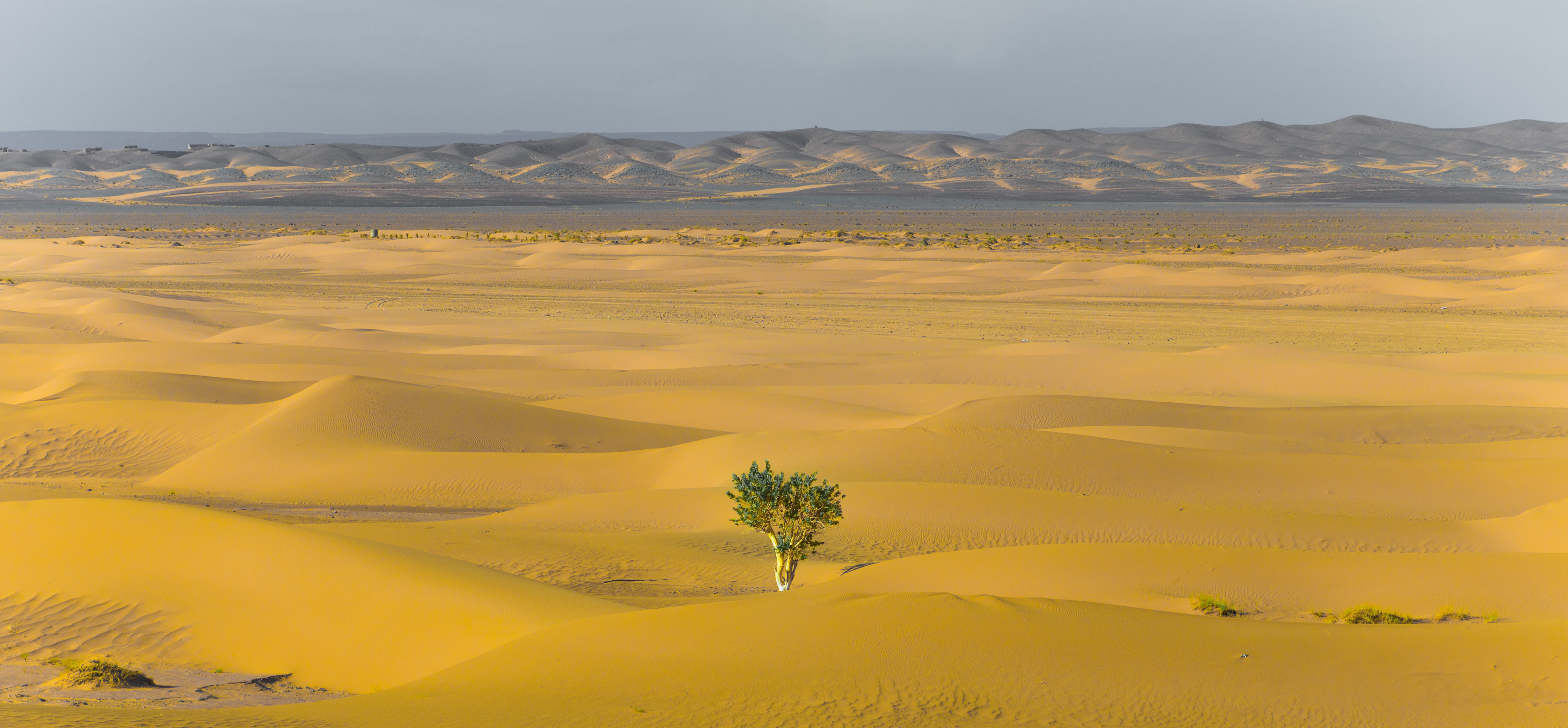 Tree in Desert